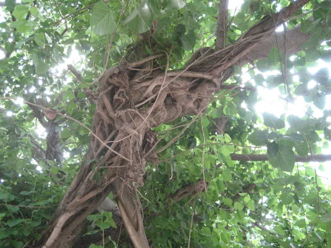 Ảnh dự thi “Vì môi trường xanh” (Phần 1) ảnh 6